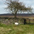 Lonely Sheep