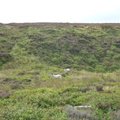 Sheep Grazing