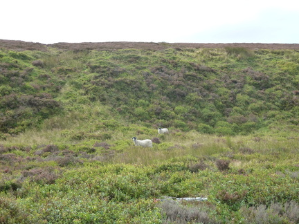 Sheep Grazing