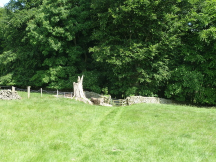 Into Lindley Wood
