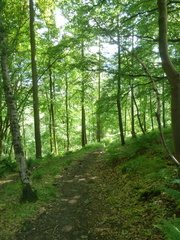 Lindley Wood