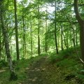Lindley Wood