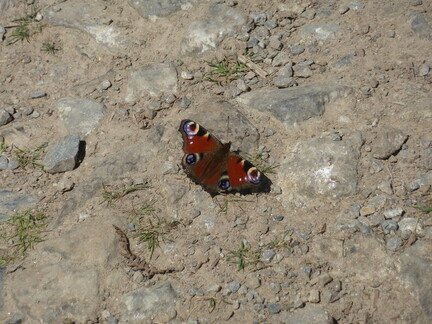 Peacock Butterfly