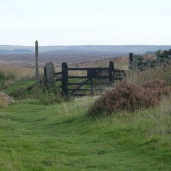 Silton Forest